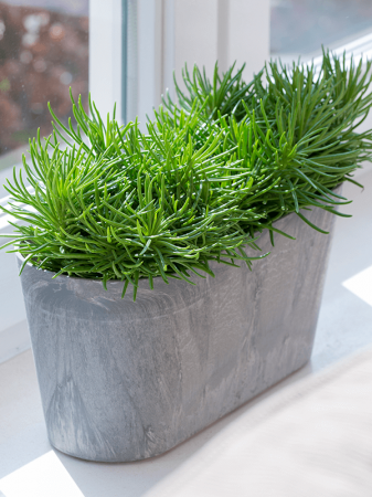 Ghiveci ARTSTONE Claire 38 cm, gri [1]