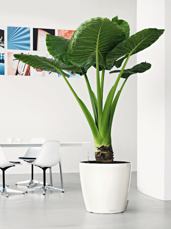 Ghiveci LECHUZA Classico Alb 35 x 32 [1]