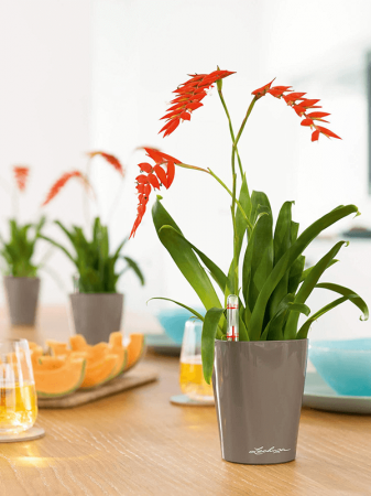 Ghiveci LECHUZA Premium Mini-Deltini Taupe 10 x 13 [2]