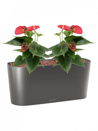 Ghiveci LECHUZA Premium Delta Antracit 40 x 15 / 18 [3]