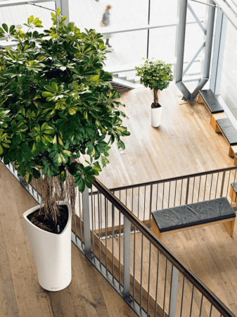 Ghiveci LECHUZA Premium Delta Alb 40 x 75 [2]