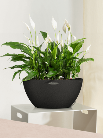 Ghiveci LECHUZA Cubeto Color Sand Graphite Black 30 x 13 [3]