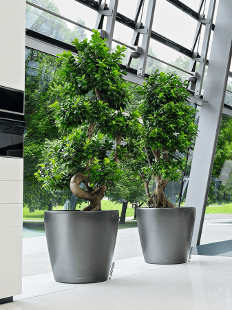 Ghiveci LECHUZA Classico Antracit 50 x 47 [1]