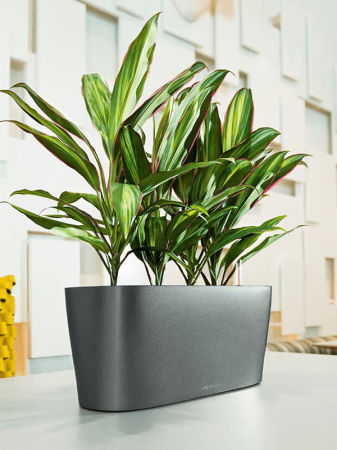 Ghiveci LECHUZA Premium Delta Antracit 30 x 10 / 13 [2]