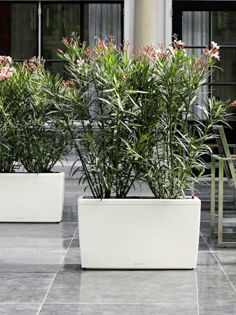 Ghiveci LECHUZA Cararo Alb 75 x 30 / 43 [2]