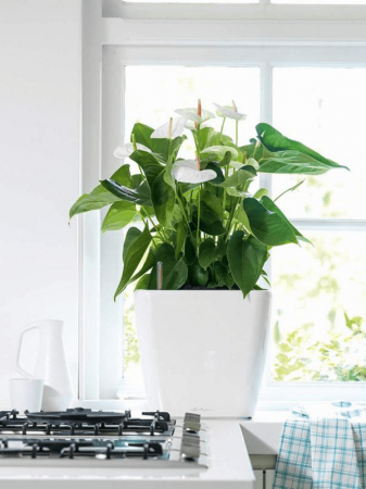 Ghiveci LECHUZA Premium Quadro LS Alb 35 x 35 / 33 [2]