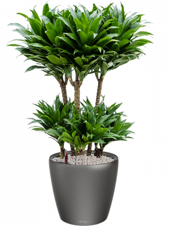 Ghiveci LECHUZA Classico LS Antracit 35 x 33 [2]