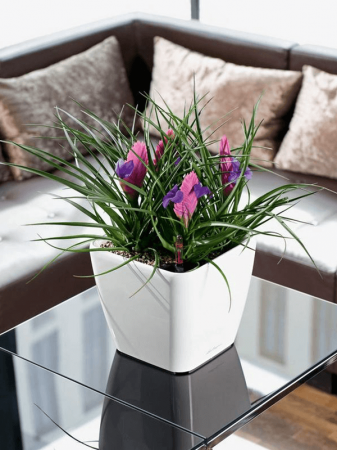 Ghiveci LECHUZA Premium Quadro LS Alb 21 x 21 / 20 [2]