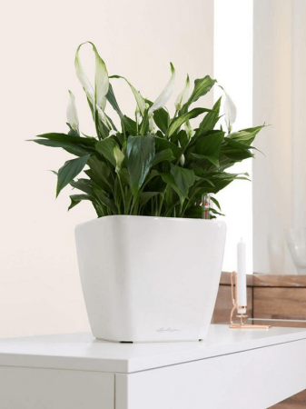 Ghiveci LECHUZA Premium Quadro LS Alb 28 x 28 x 26 [5]