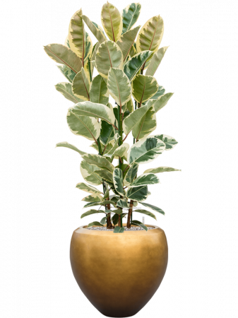 Ghiveci METALLIC SILVER LEAF matt honey (cu liner) 50 x 45 [1]