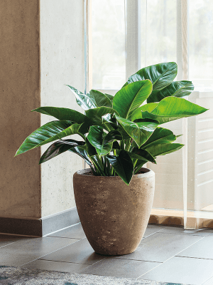 Ghiveci POLYSTONE PLAIN Rock 65 x 65 [1]