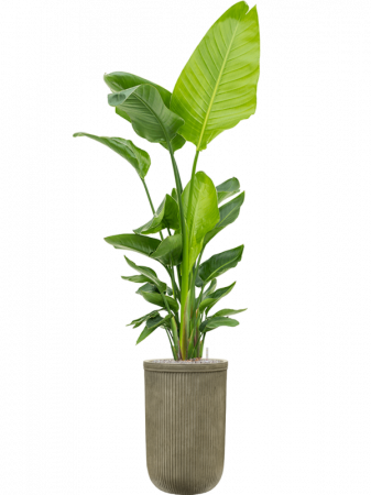 Ghiveci VERTICAL RIB verde 37 x 57 [1]