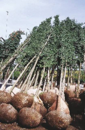 Arbori si arbusti naturali - Ginkgo Biloba