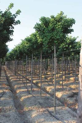 Plante Naturale - Ginkgo Biloba Mariken