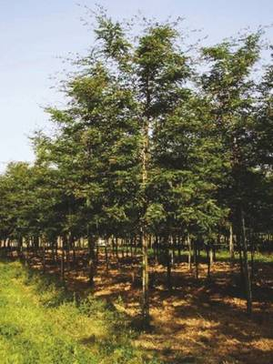 Plante naturale de exterior - Gleditsia Triacanthos Inermis