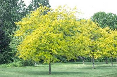Plante Naturale - Gleditsia Triacanthos Sunburst