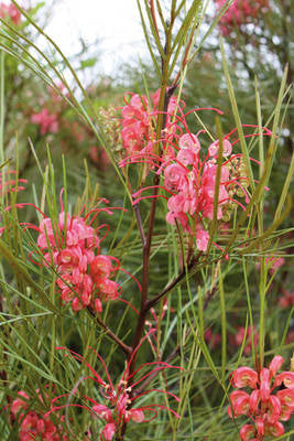 Plante Naturale - Grevillea Juniperina