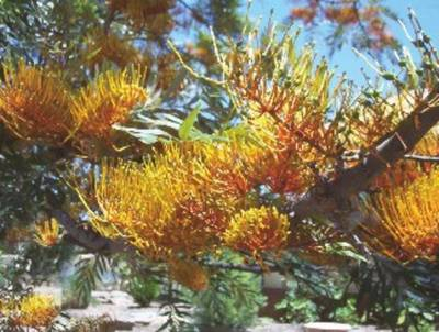 Plante Naturale - Grevillea Robusta