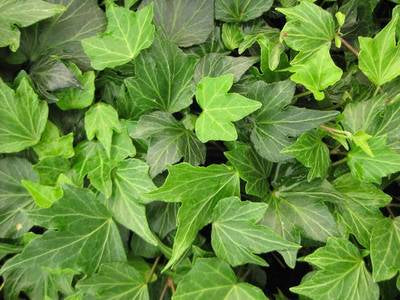 Plante Naturale - Hedera Alg. Gloire De Marengo