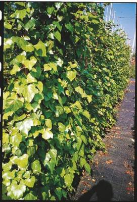 Plante Naturale - Hedera Algeriensis