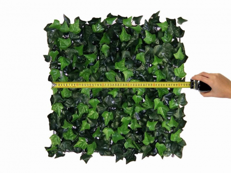 Hedera Helix (Iedera) - rezistență la foc clasa C [2]