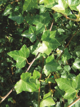 Arbori si arbusti naturali - Hedera Hibernica