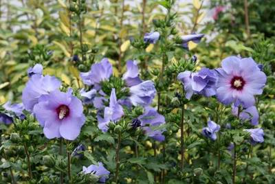 Plante Naturale - Hibiscus Syriacus Blue Bird (S.Oiseau Bleu)