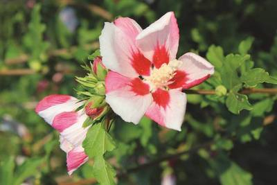 Plante Naturale - Hibiscus Syriacus Hamabo