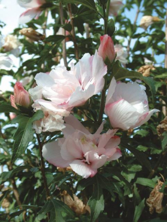 Arbori si arbusti naturali - Hibiscus Syriacus Mix