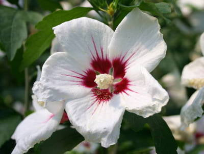 Plante Naturale - Hibiscus Syriacus Red Heart