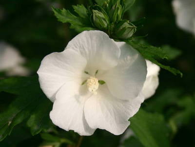 Plante Naturale - Hibiscus Syriacus Totus Albus