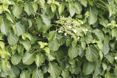 Hydrangea Anomala Petiolaris - Hortensie Cățărătoare [2]