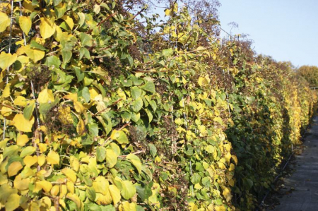 Hydrangea Anomala Petiolaris - Hortensie Cățărătoare [1]