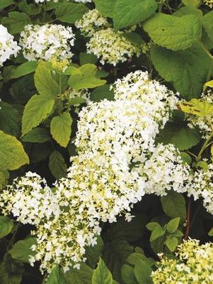 Plante Naturale - Hydrangea Arborescens Annabelle