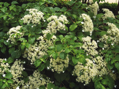 Plante Naturale - Hydrangea Petiolaris