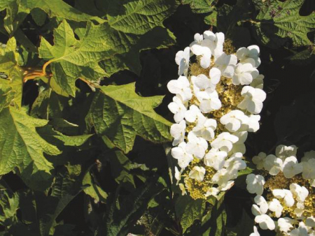 Plante Naturale - Hydrangea Quercifolia