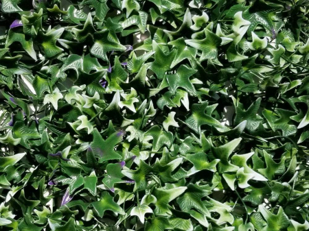 Iedera filigran cu frunze colorate în formă de stea [2]