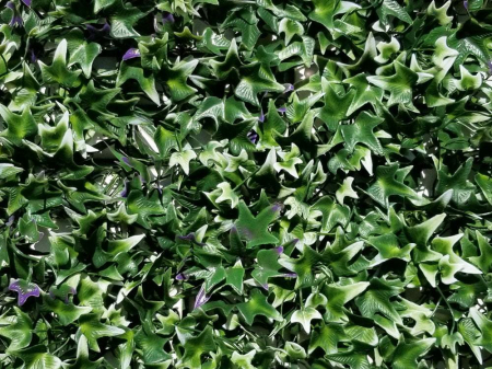 Iedera filigran cu frunze colorate în formă de stea [1]