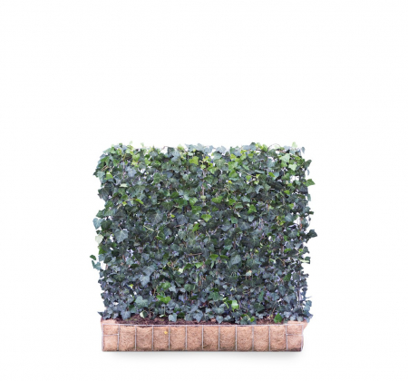 Plante Naturale - Hedera Helix Woerner - Iedera Woerner