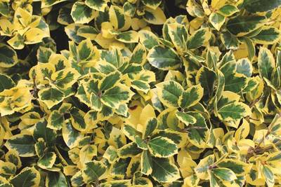 Plante Naturale - Ilex Altaclarensis Golden King