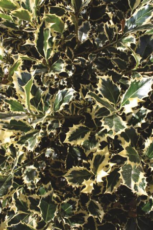 Plante Naturale - Ilex Aquifolium