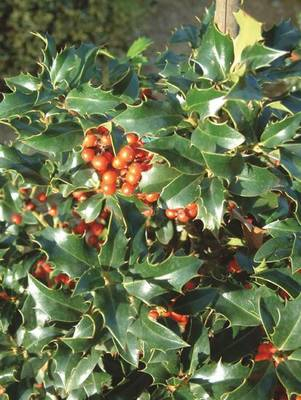 Plante Naturale - Ilex Aquifolium Alaska
