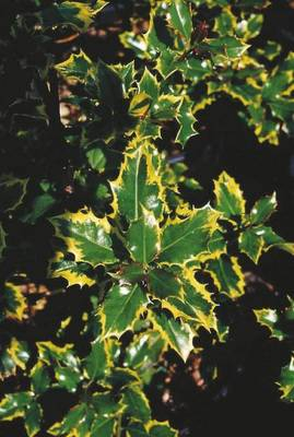 Arbori si arbusti naturali - Ilex Aquifolium Argenteomarginata