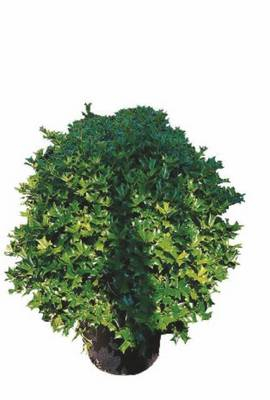 Arbori si arbusti naturali - Ilex Cornuta (Furcata)