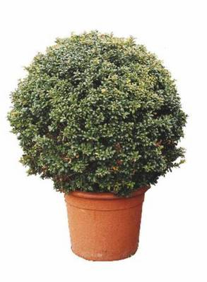 Plante Naturale - Ilex Crenata Convexa