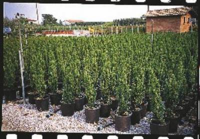 Plante Naturale - Ilex Crenata Fastigiata