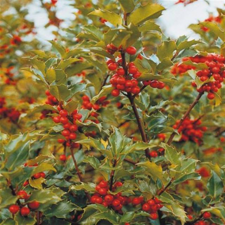 Plante Naturale - Ilex Meserveae Blue Prince