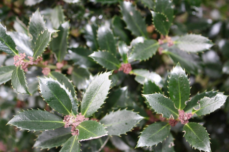Ilex Meserveae Heckenpracht - Laur Heckenpracht [4]