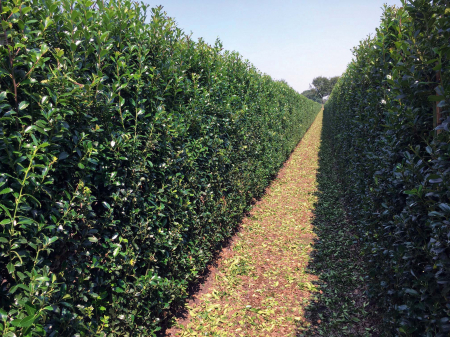 Ilex Meserveae Heckenpracht - Laur Heckenpracht [1]