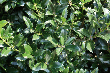 Ilex Meserveae Heckenpracht - Laur Heckenpracht [3]